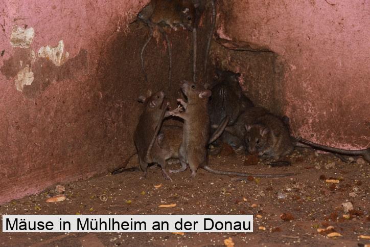 Mäuse in Mühlheim an der Donau
